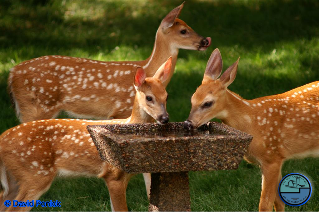 Fawns1